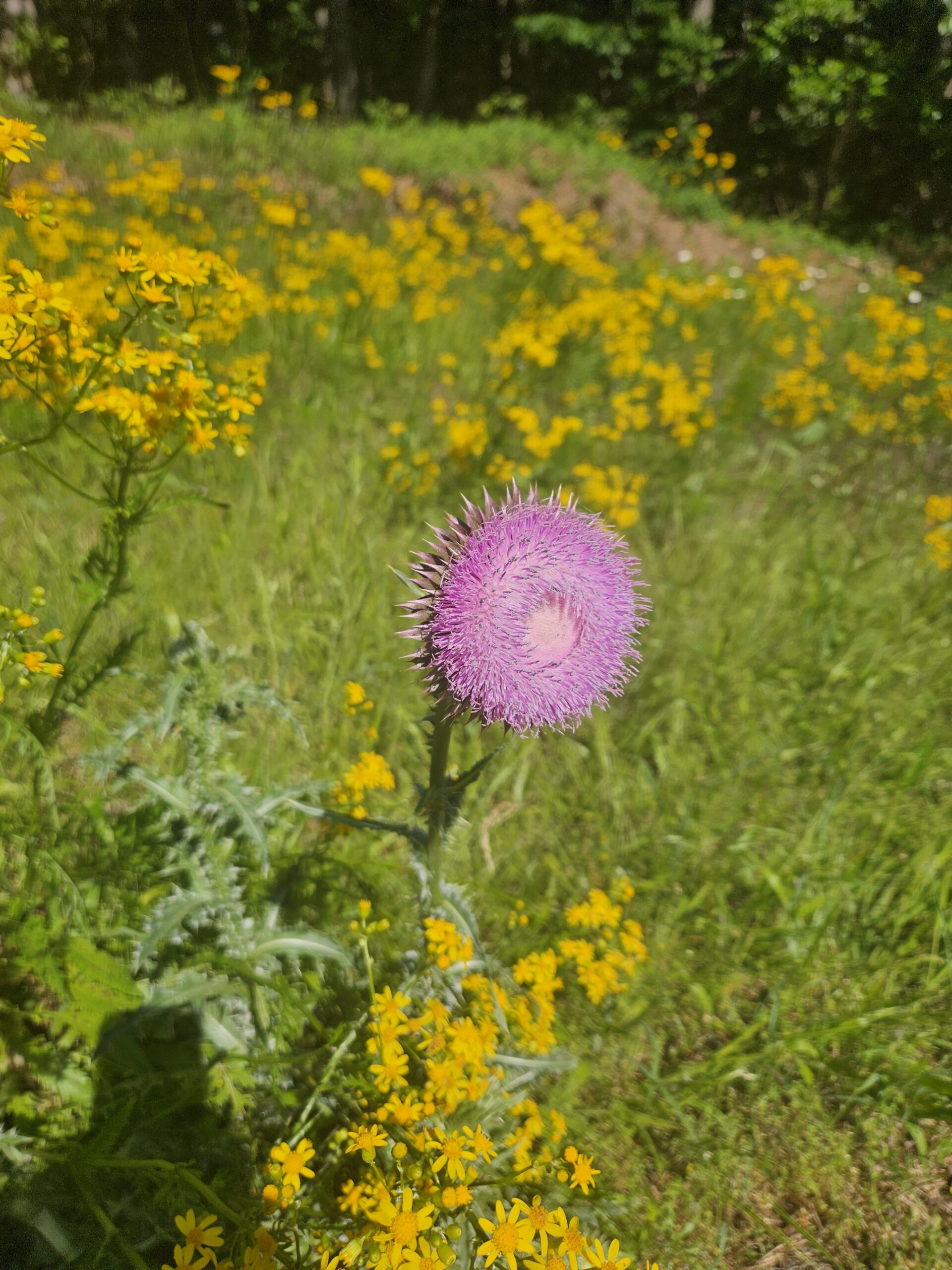 Getting Back to Creativity-Cartecay River Loop Trail